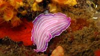 010 Ver plat rose (Prostheceraeus roseus)